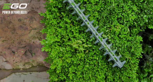 Cutting back your overgrown hedge